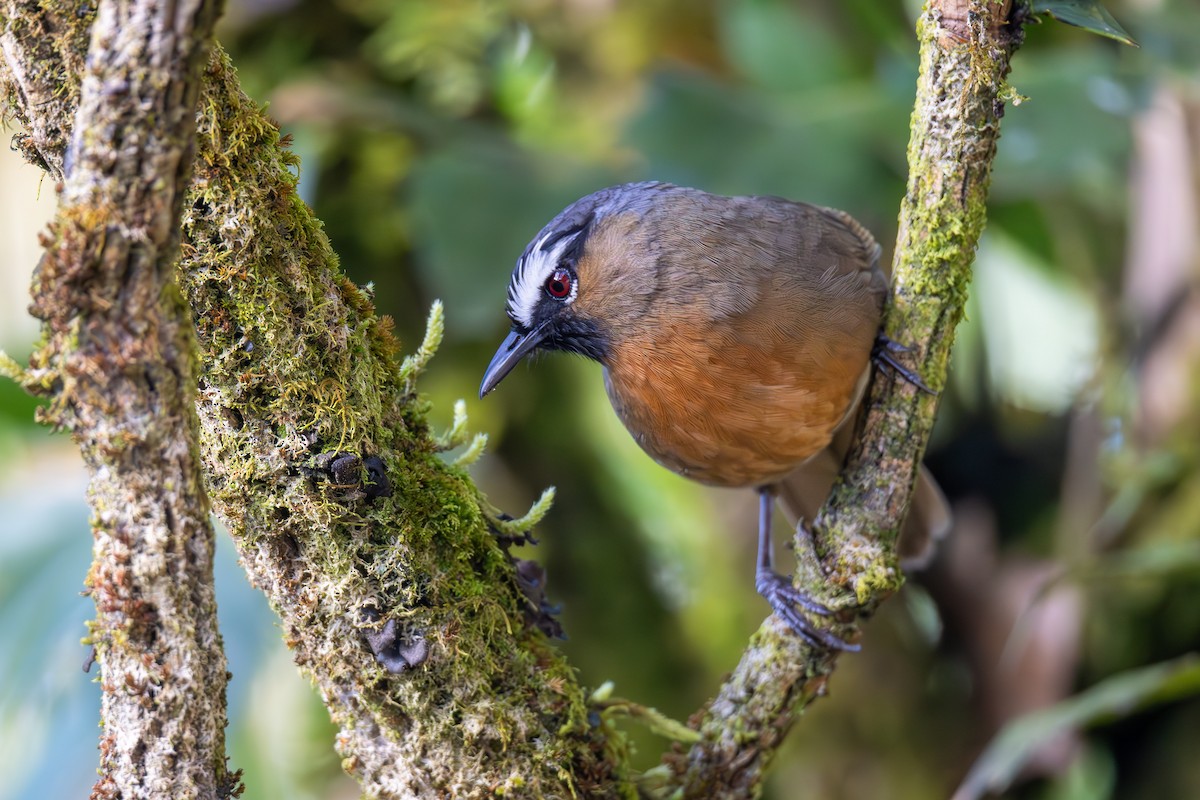 Nilgiri Laughingthrush - ML636179527