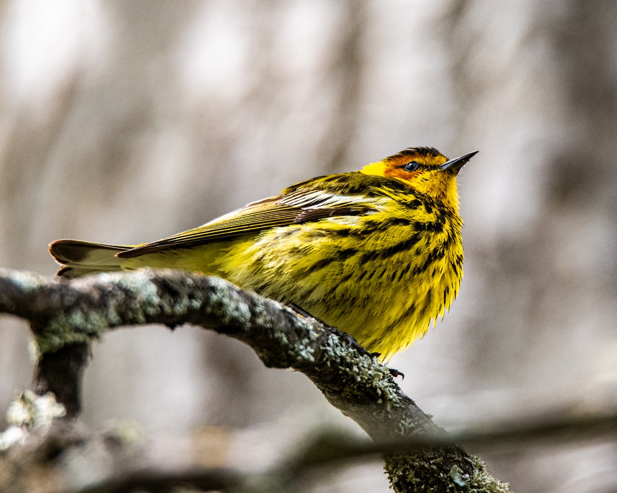 Cape May Warbler - ML636179529