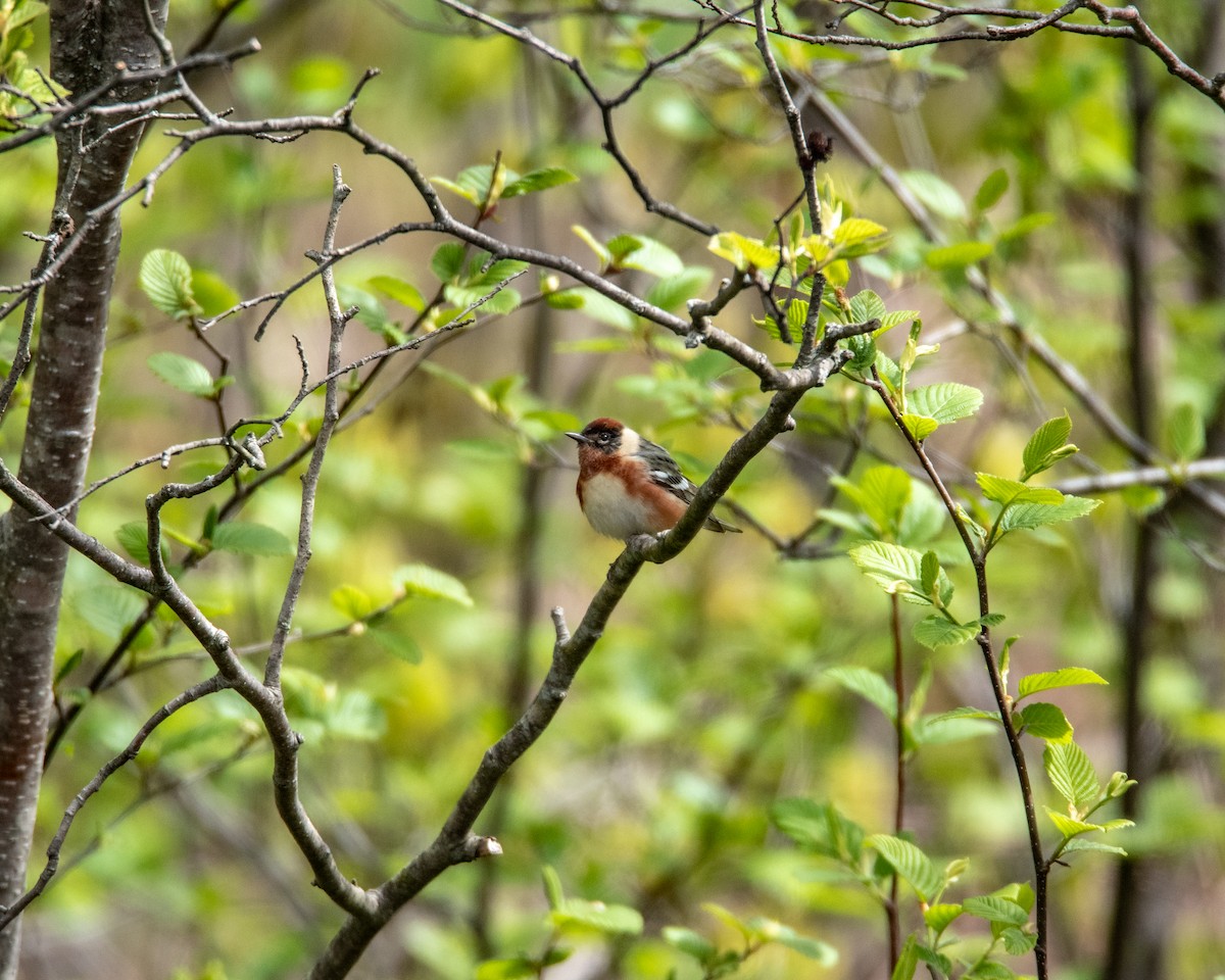 Bay-breasted Warbler - ML636179540