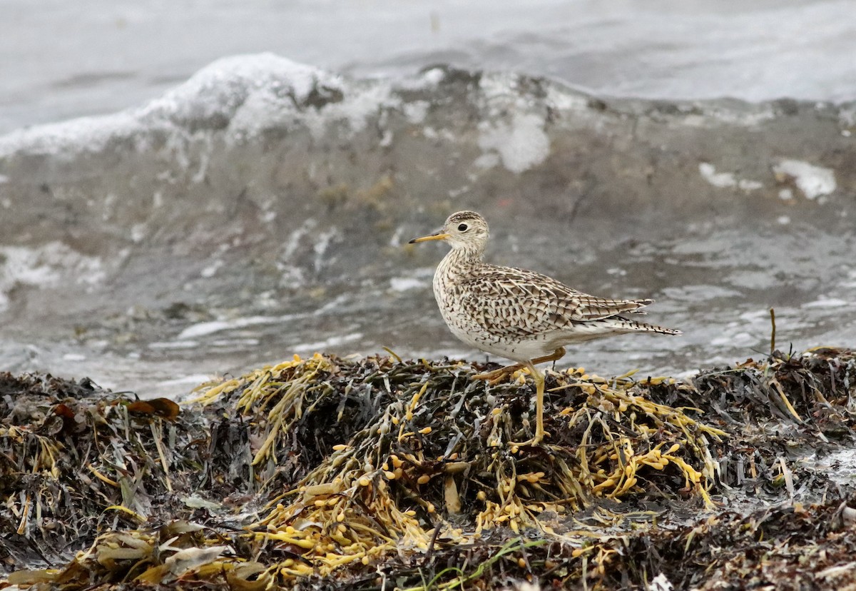 Upland Sandpiper - ML636179545