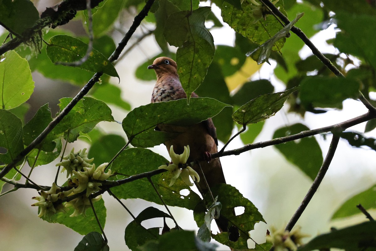 Little Cuckoo-Dove - ML636179554