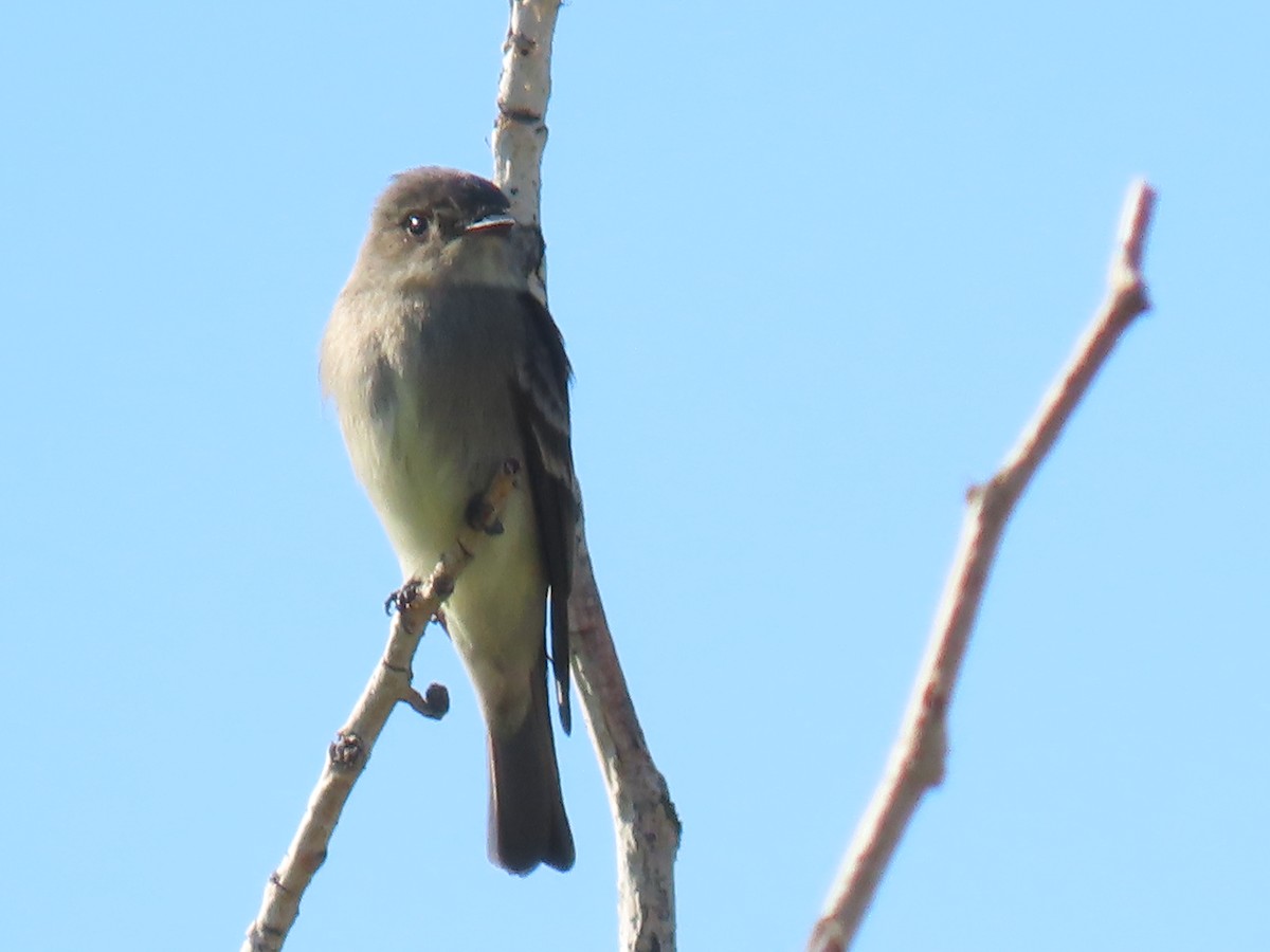 Western Wood-Pewee - ML636179577