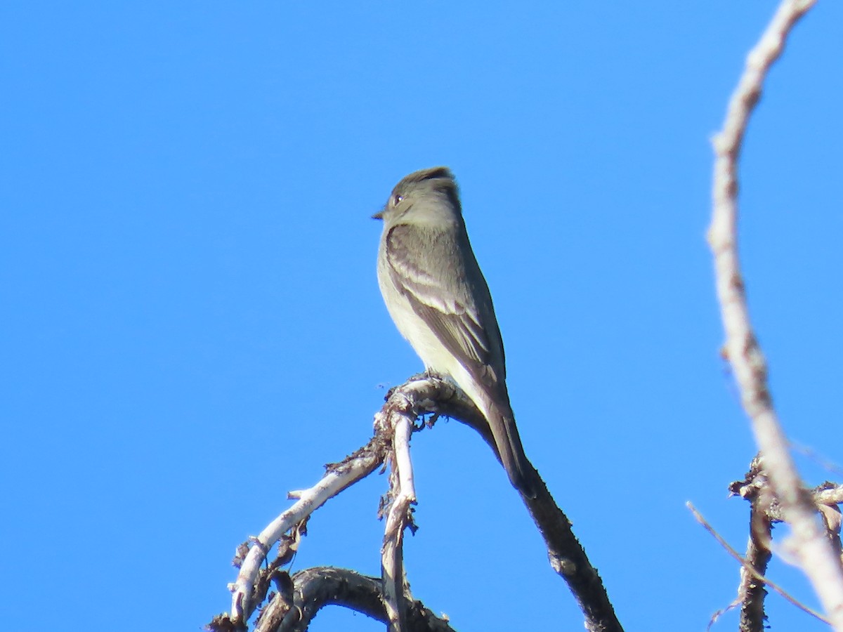 Western Wood-Pewee - ML636179584