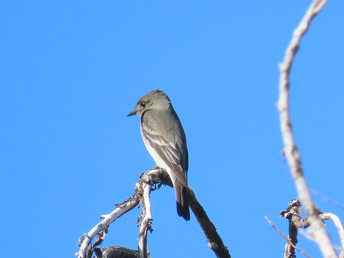 Western Wood-Pewee - ML636179588
