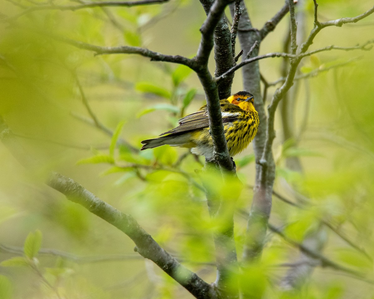 Cape May Warbler - ML636179590