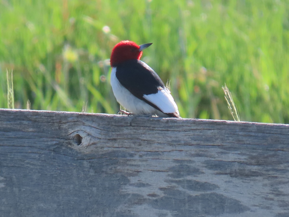 Red-headed Woodpecker - ML636179618