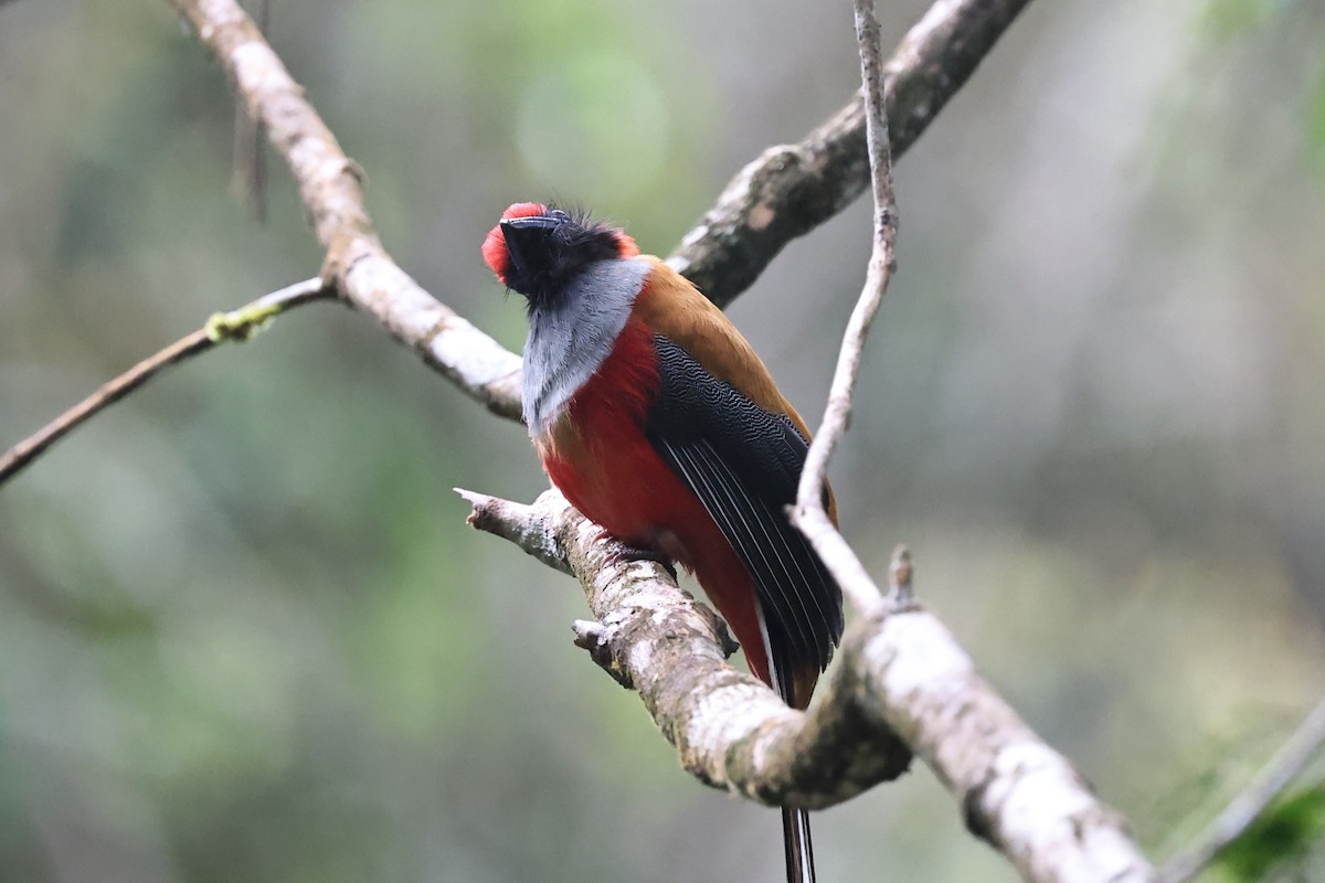 Whitehead's Trogon - ML636179627