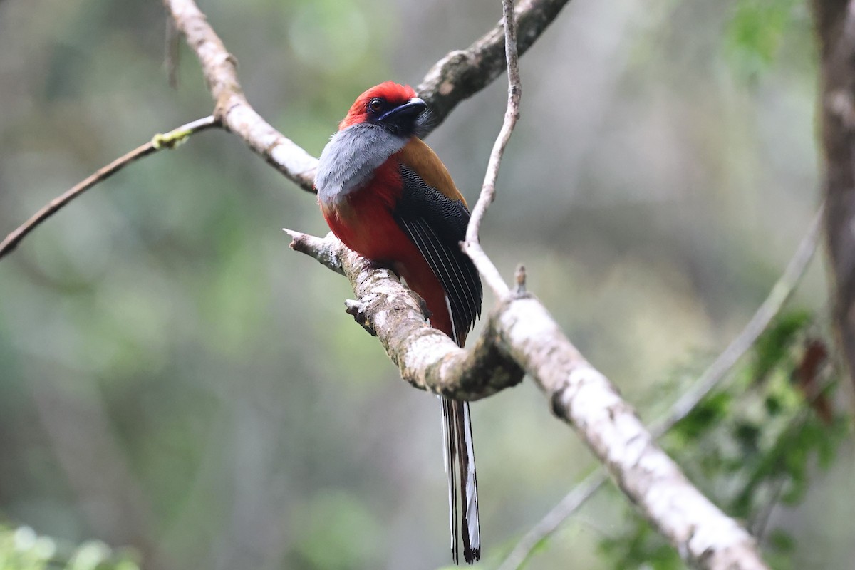 Whitehead's Trogon - ML636179628