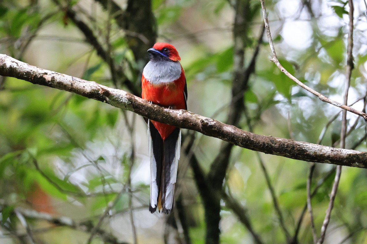 Whitehead's Trogon - ML636179629