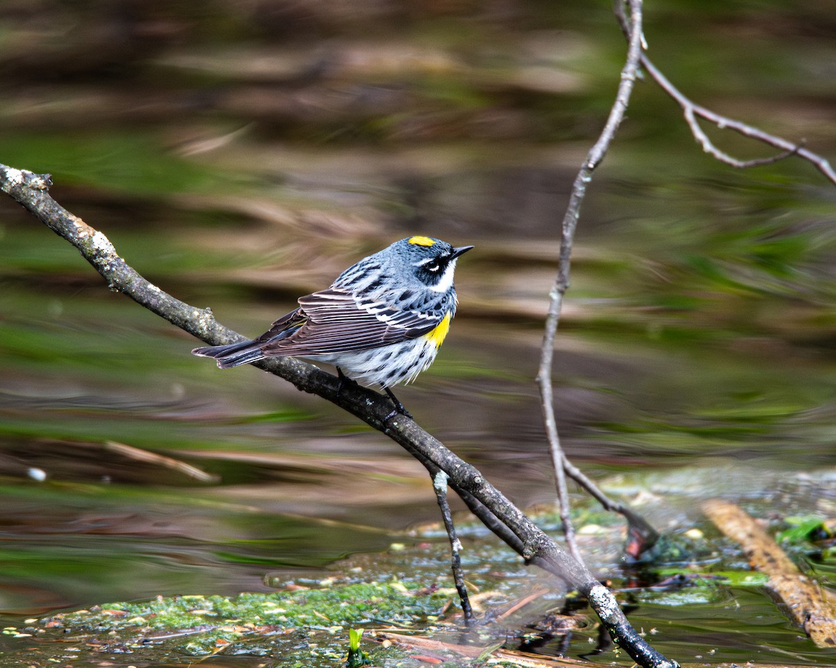 Yellow-rumped Warbler (Myrtle) - ML636179635