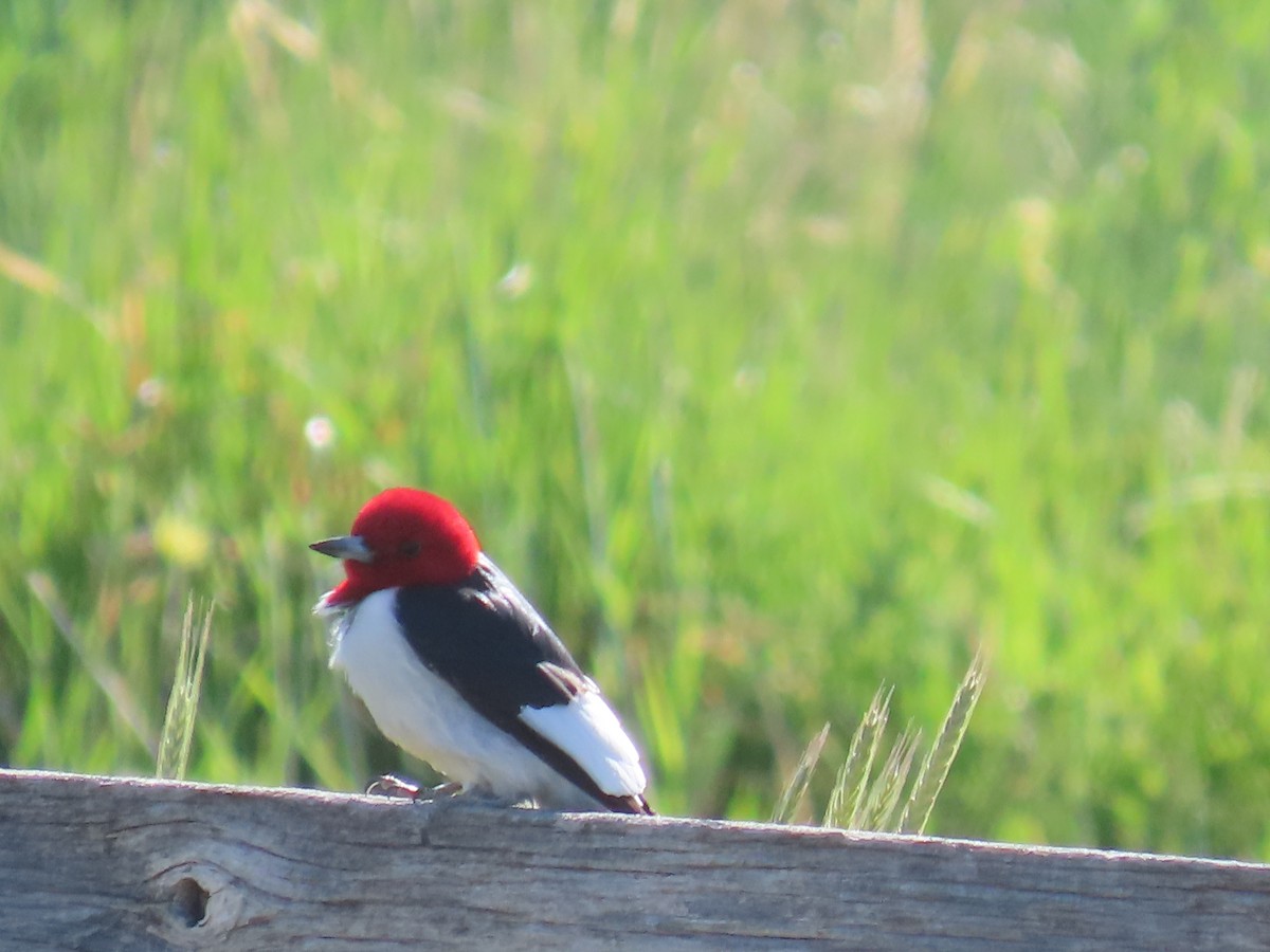 Red-headed Woodpecker - ML636179636