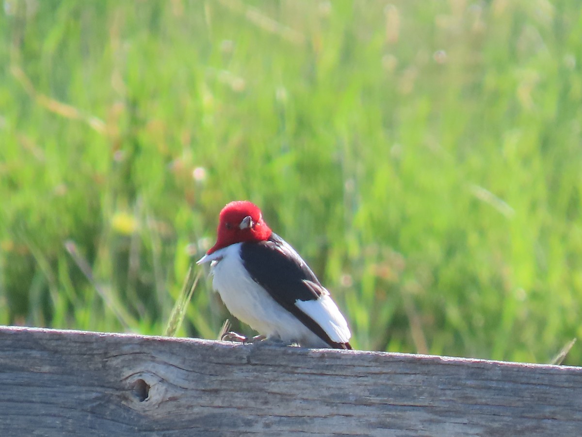Red-headed Woodpecker - ML636179650