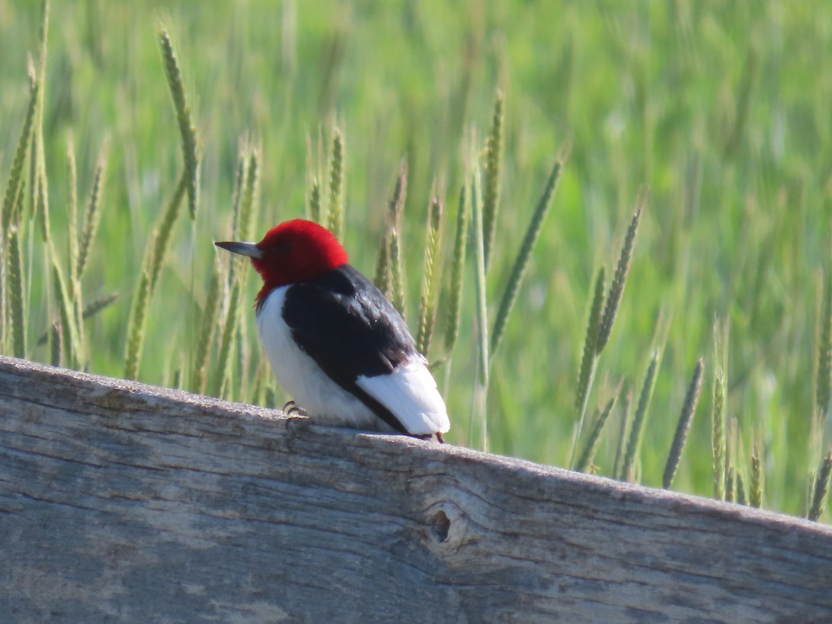Red-headed Woodpecker - ML636179659