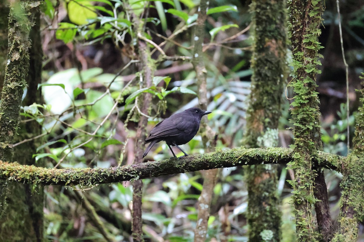 Bornean Whistling-Thrush - ML636179662
