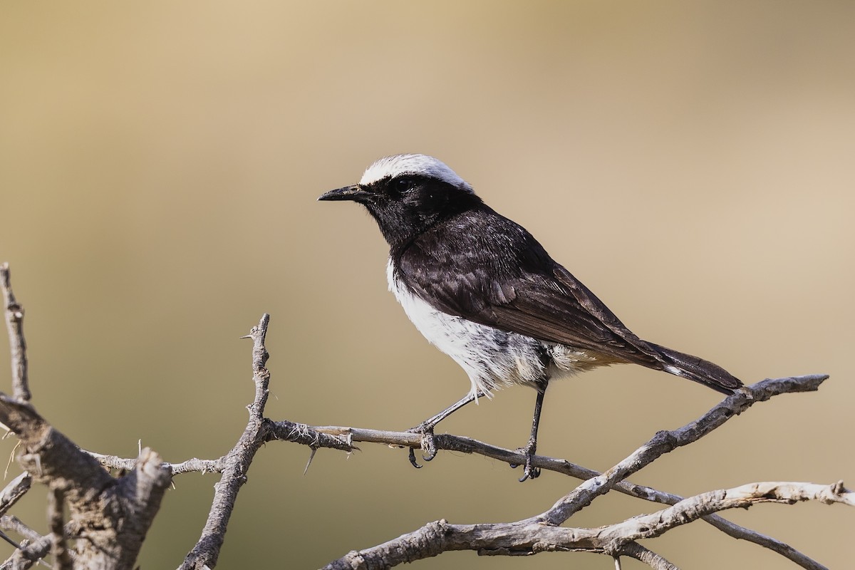 Arabian Wheatear - ML636179753