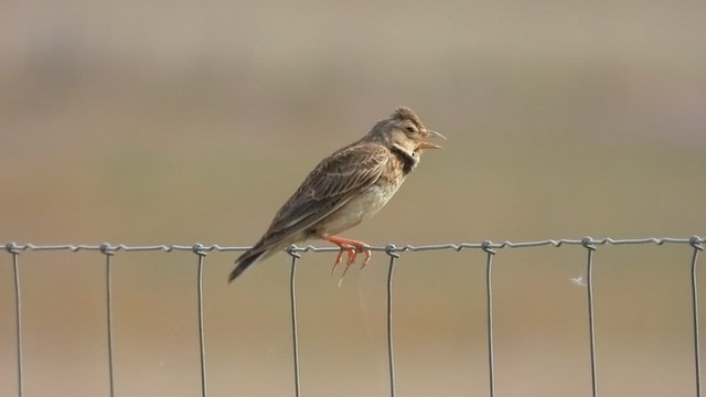 Calandra Lark - ML636179834