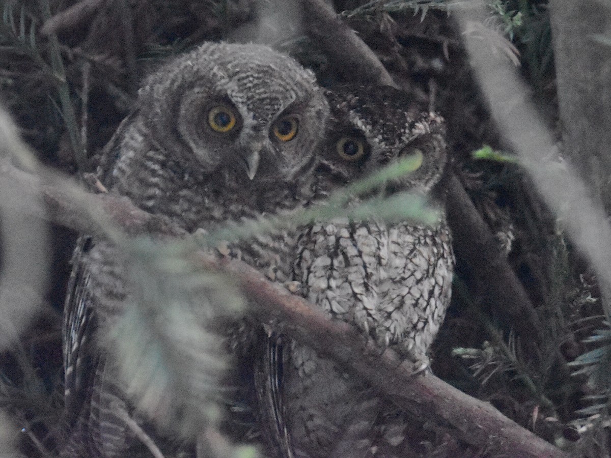 Koepcke's Screech-Owl - ML636179851