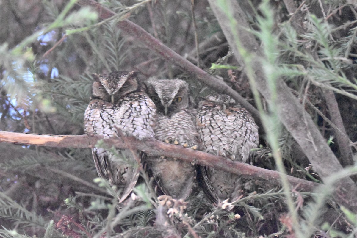 Koepcke's Screech-Owl - ML636179855
