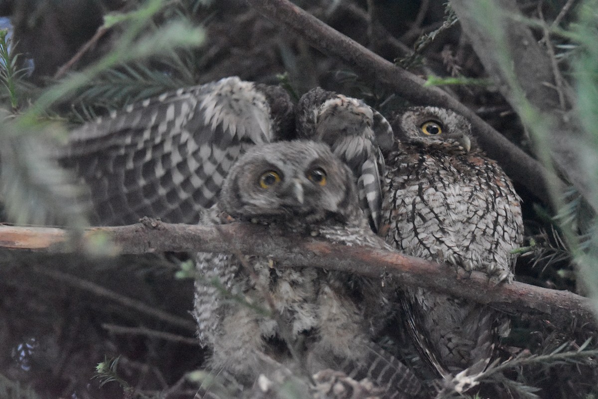 Koepcke's Screech-Owl - ML636179856
