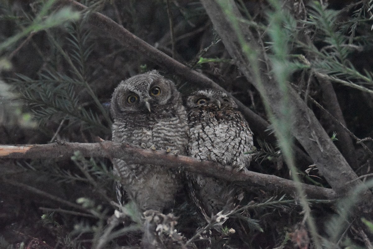 Koepcke's Screech-Owl - ML636179857