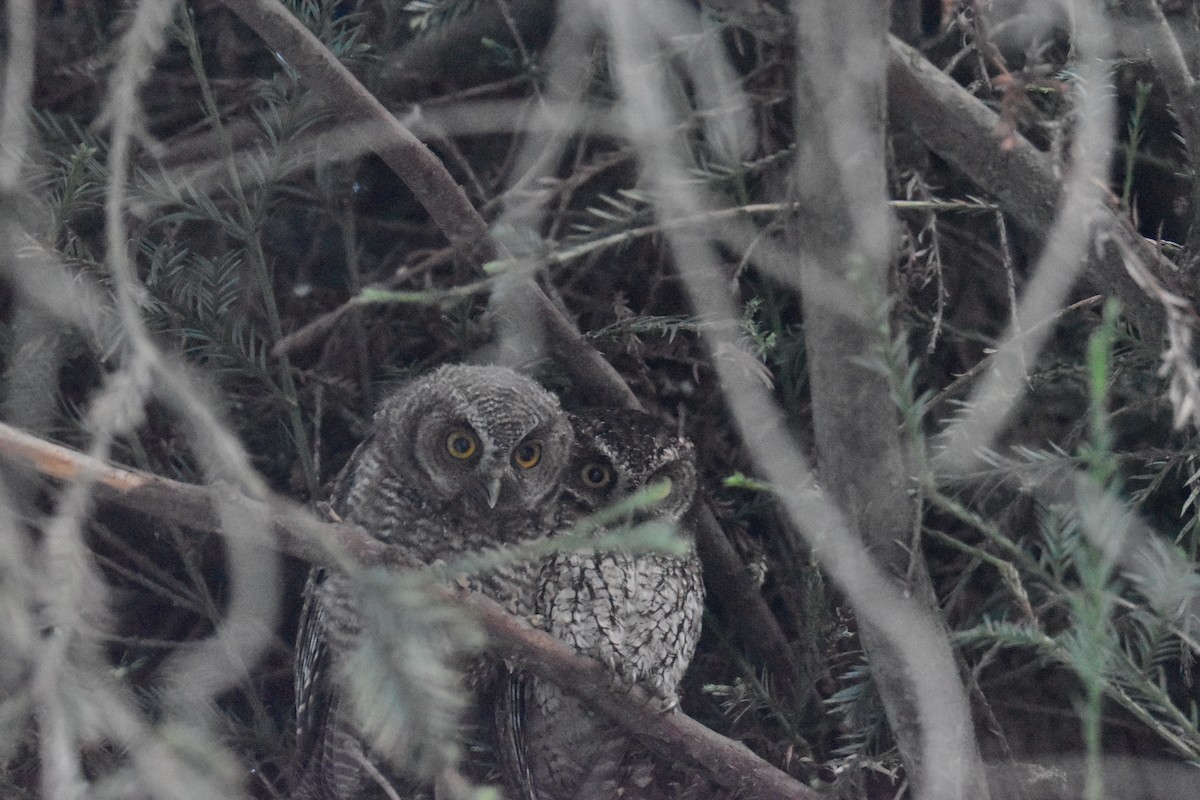 Koepcke's Screech-Owl - ML636179858