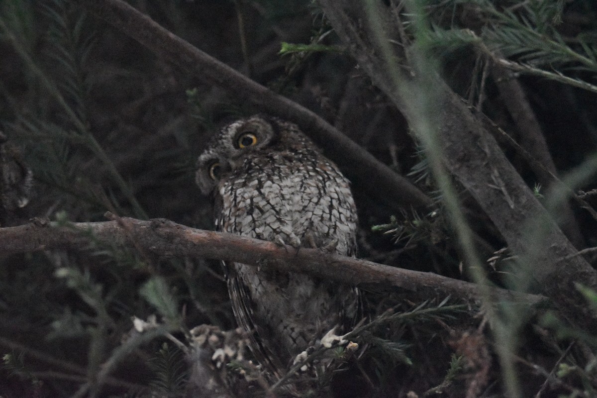 Koepcke's Screech-Owl - ML636179859