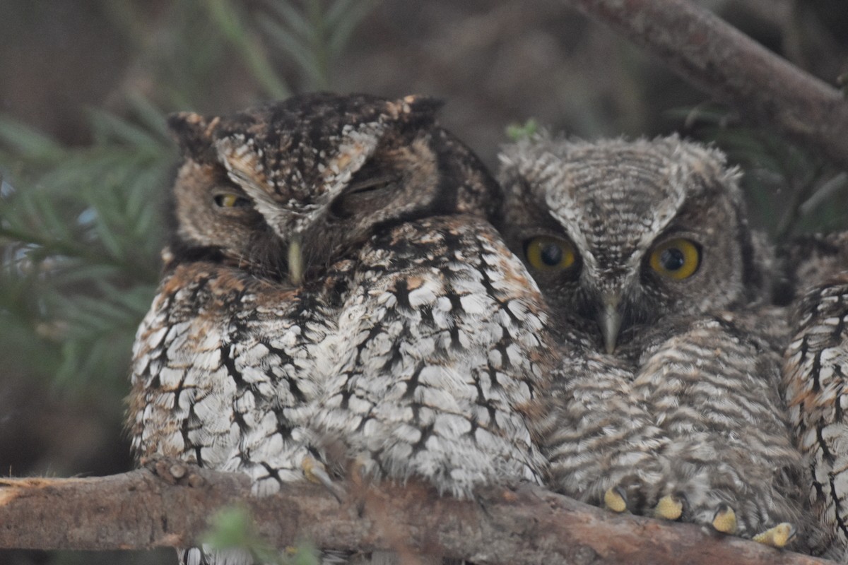 Koepcke's Screech-Owl - ML636179860