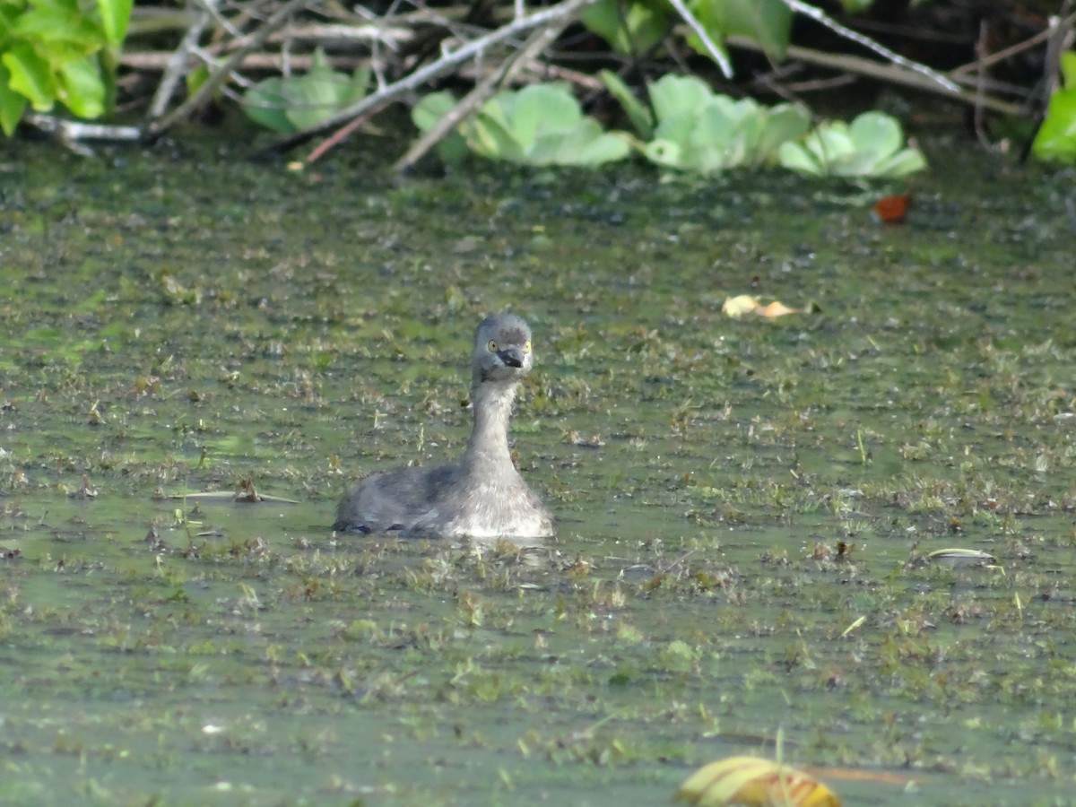 Least Grebe - ML636179920