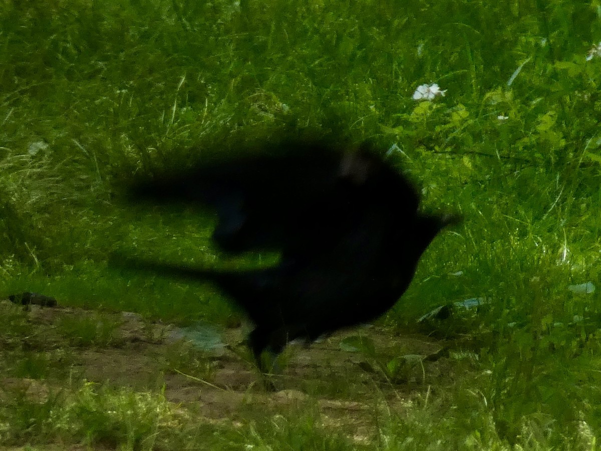 American Crow - ML636179945