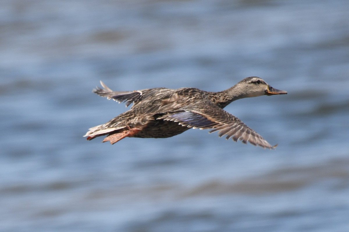 Mottled Duck - ML636179962