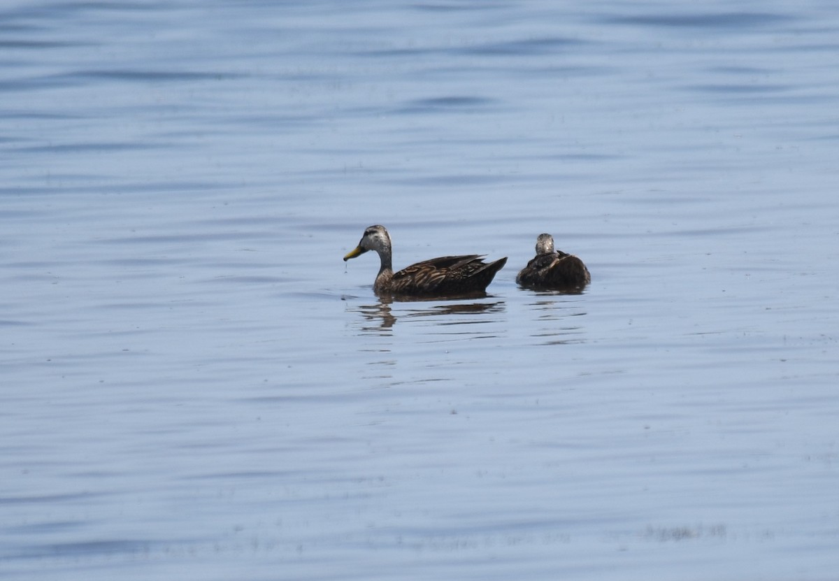 Mottled Duck - ML636179963