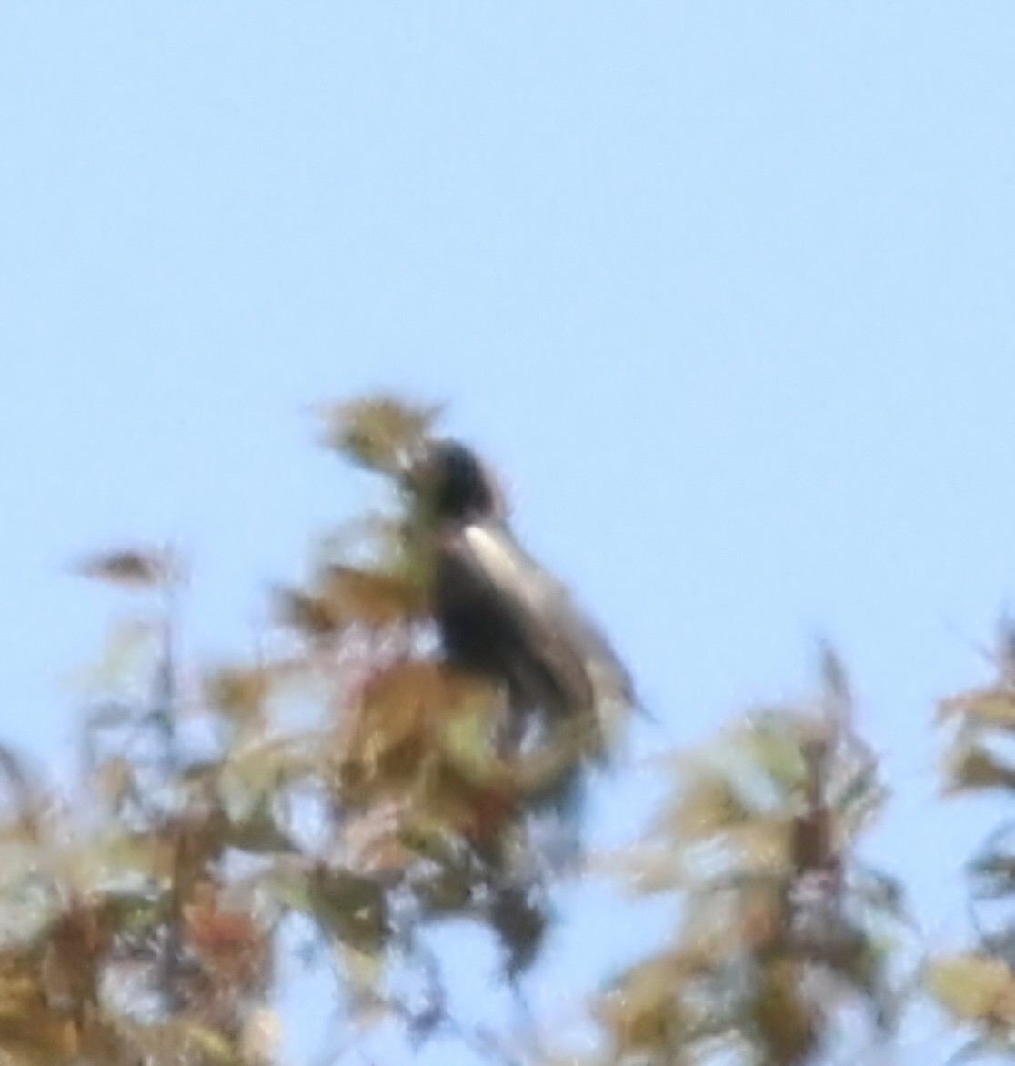 Bobolink - ML636180145