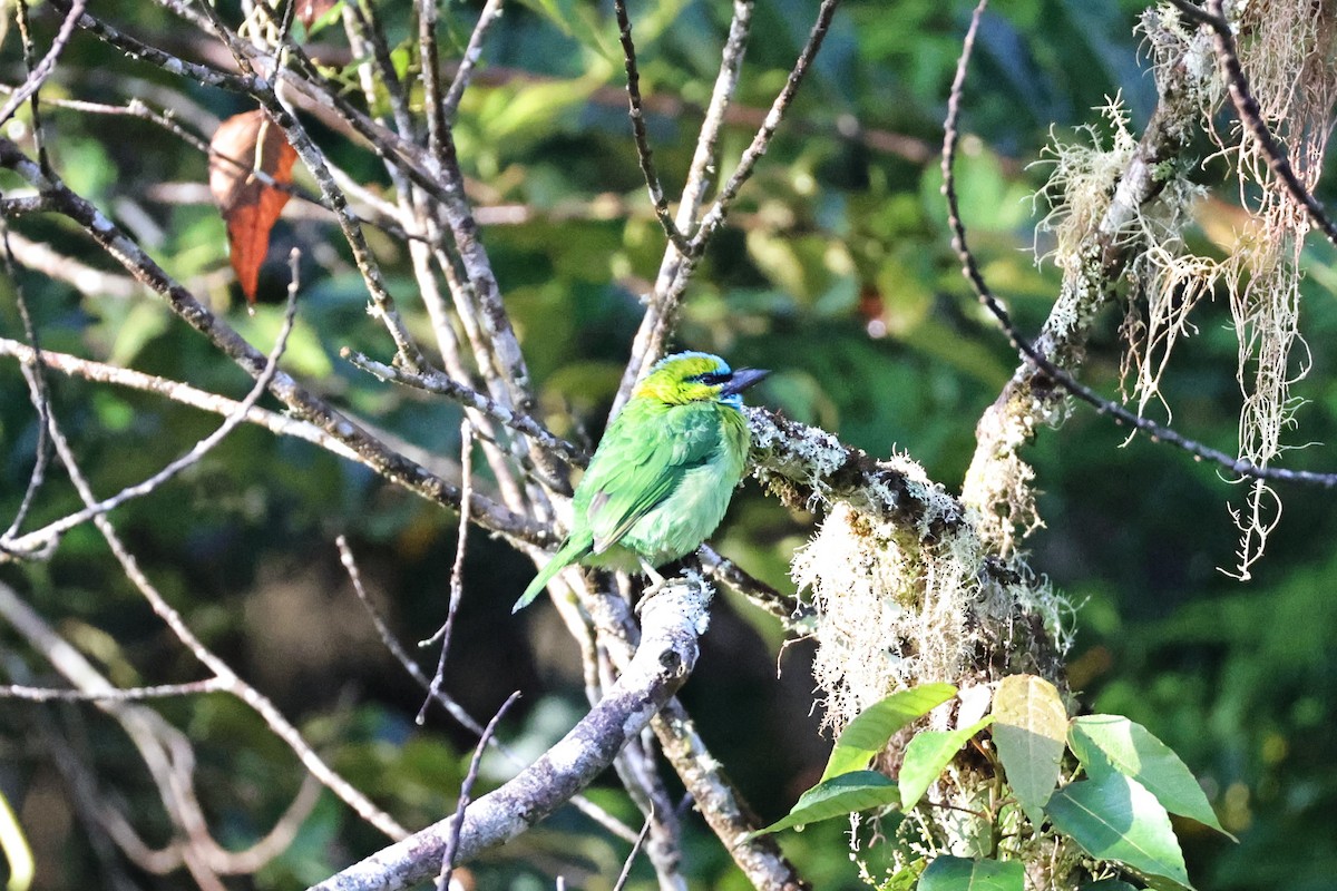 Golden-naped Barbet - ML636180230