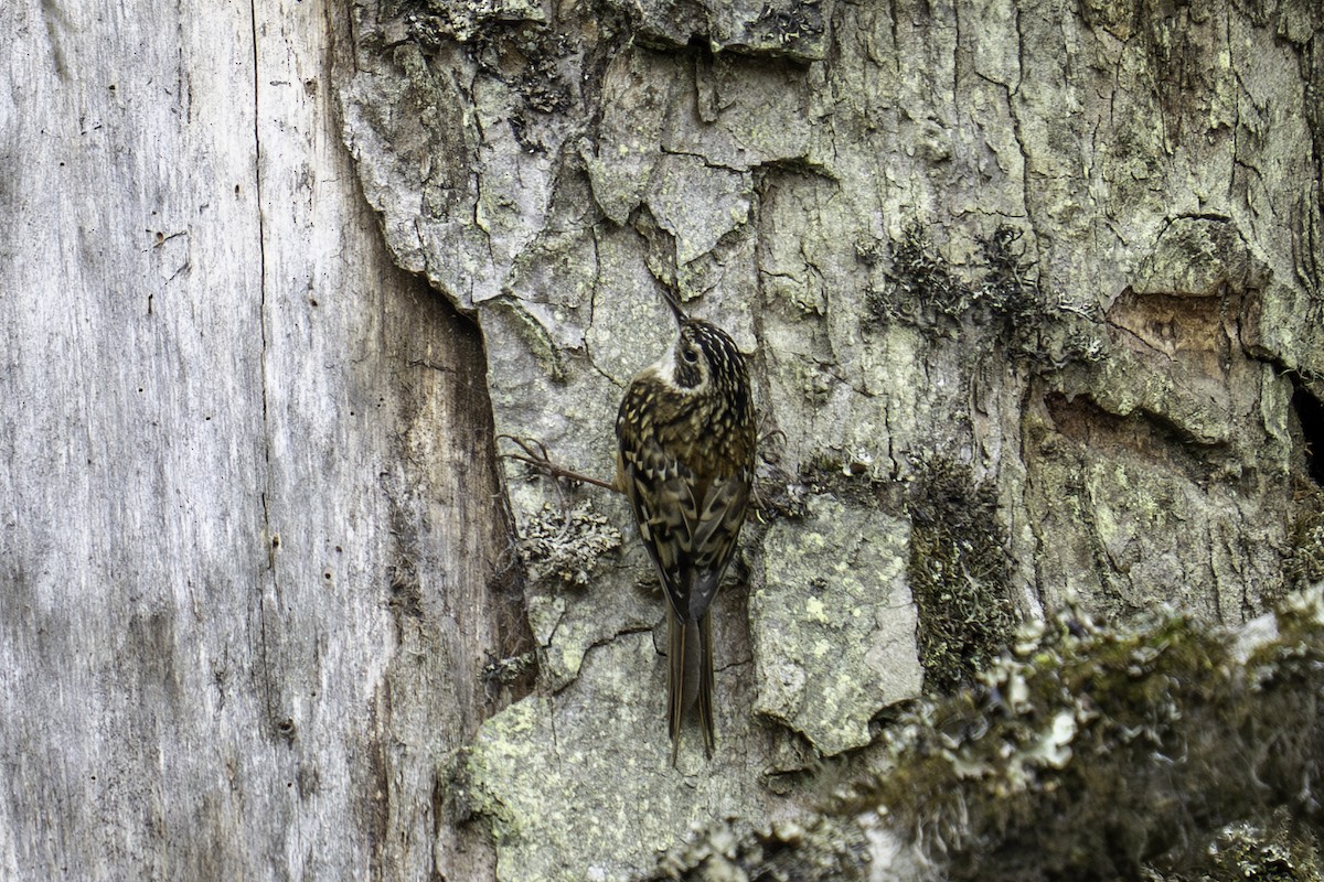 Rusty-flanked Treecreeper - ML636180240