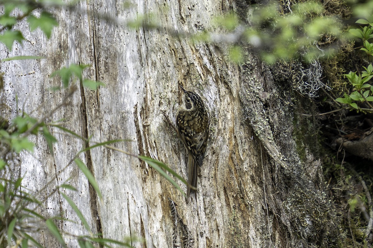 Rusty-flanked Treecreeper - ML636180241