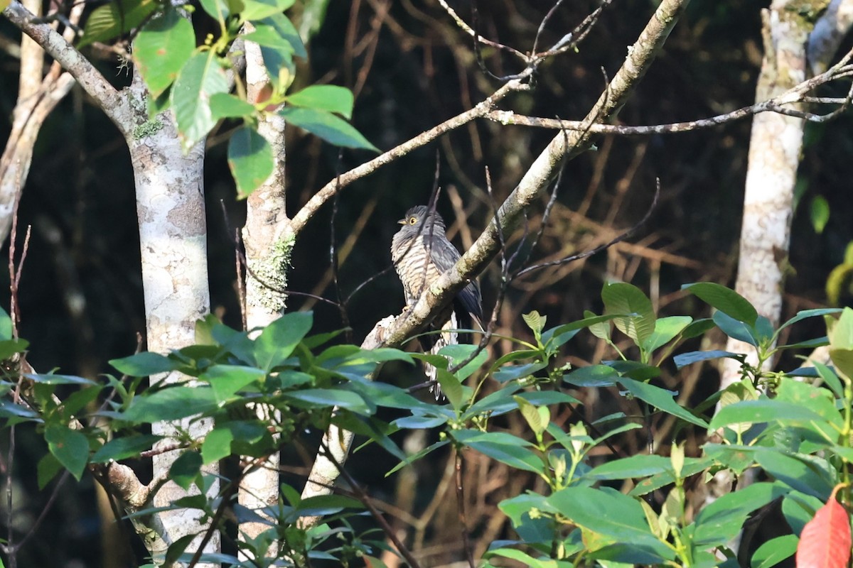 Sunda Cuckoo - ML636180297