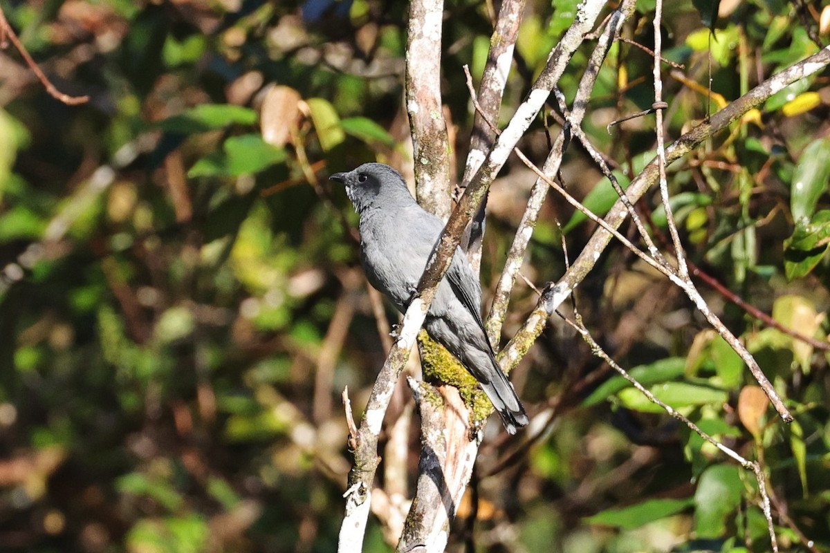 Sunda Cuckooshrike - ML636180303