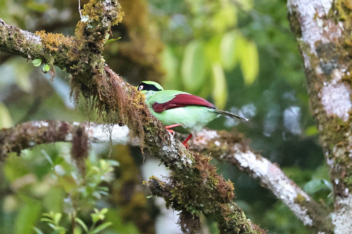 Bornean Green-Magpie - ML636180312