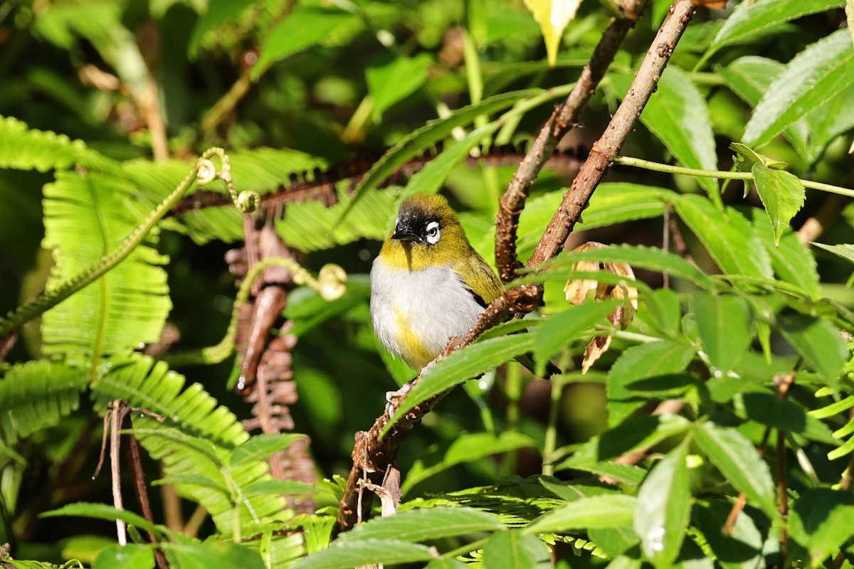 Black-capped White-eye - ML636180324