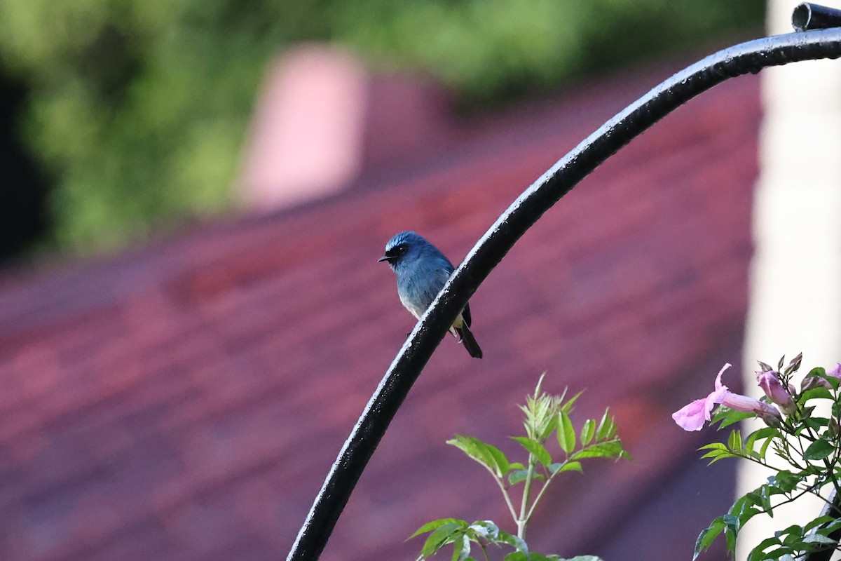 Indigo Flycatcher - ML636180336