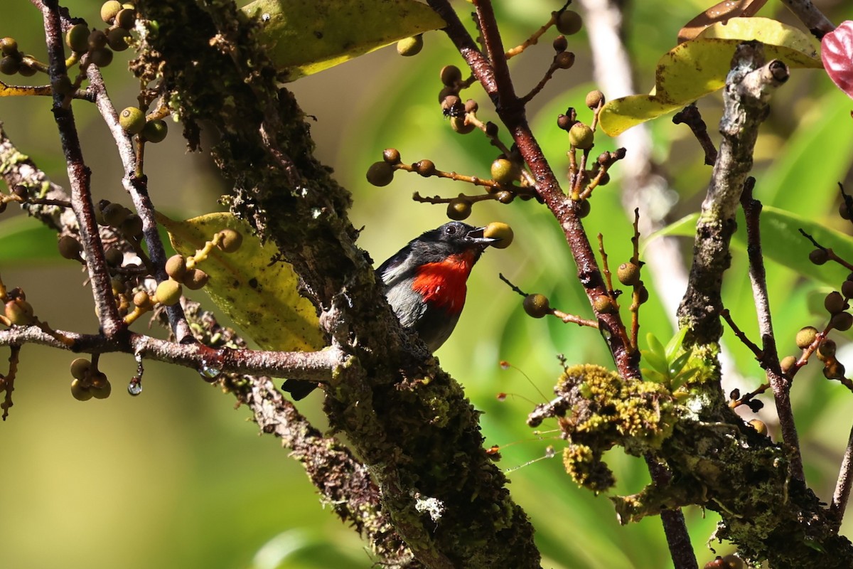 Black-sided Flowerpecker - ML636180342