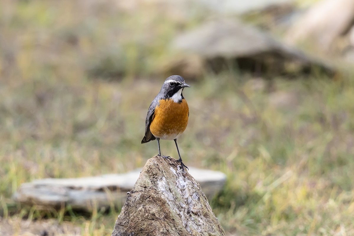 White-throated Robin - ML636180395