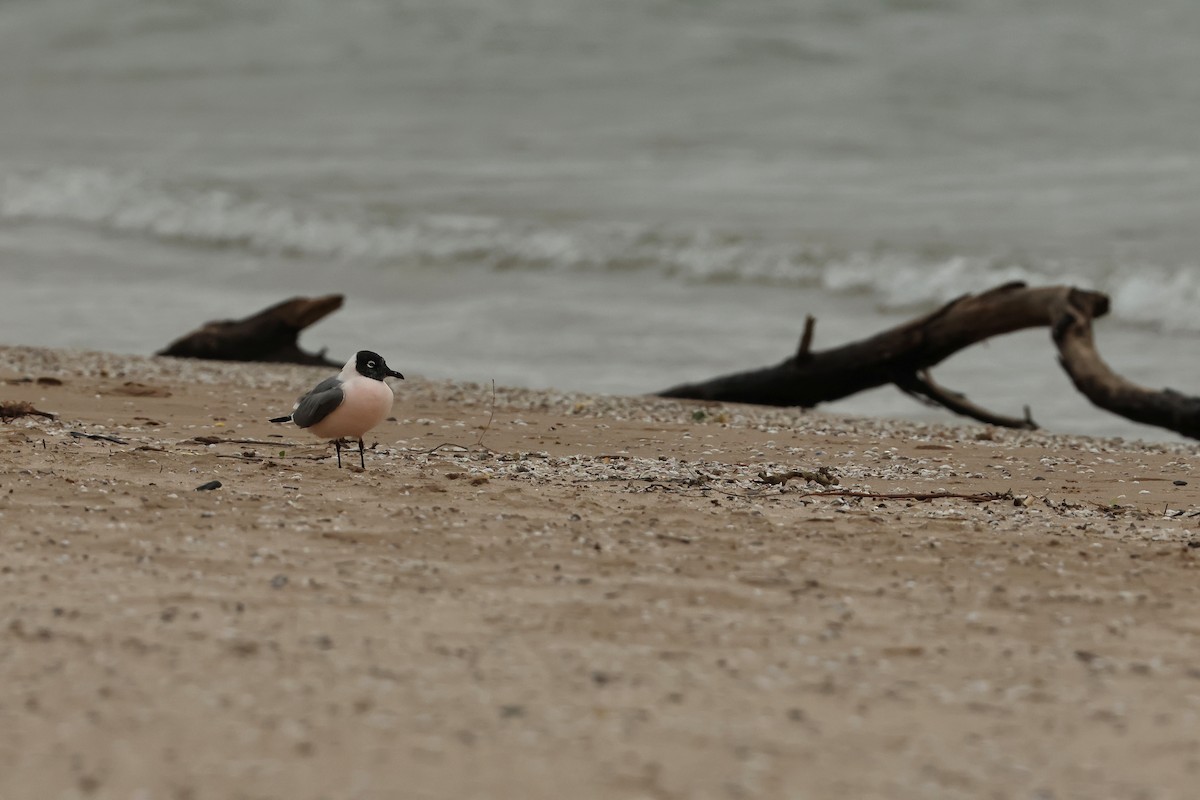 Franklin's Gull - ML636180399
