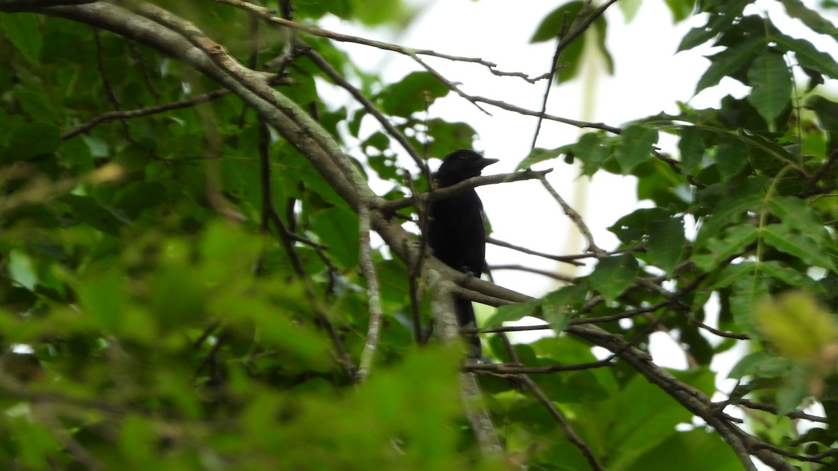 Jet Antbird - ML636180446