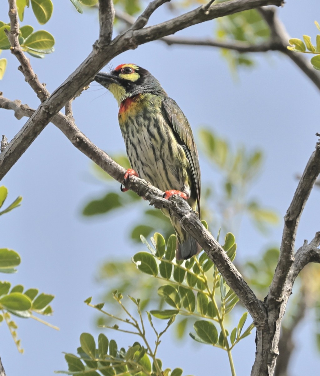 Coppersmith Barbet - ML636180464