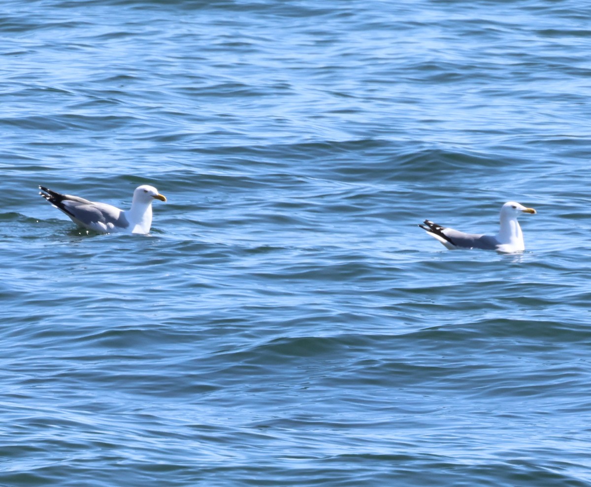 American Herring Gull - ML636180467