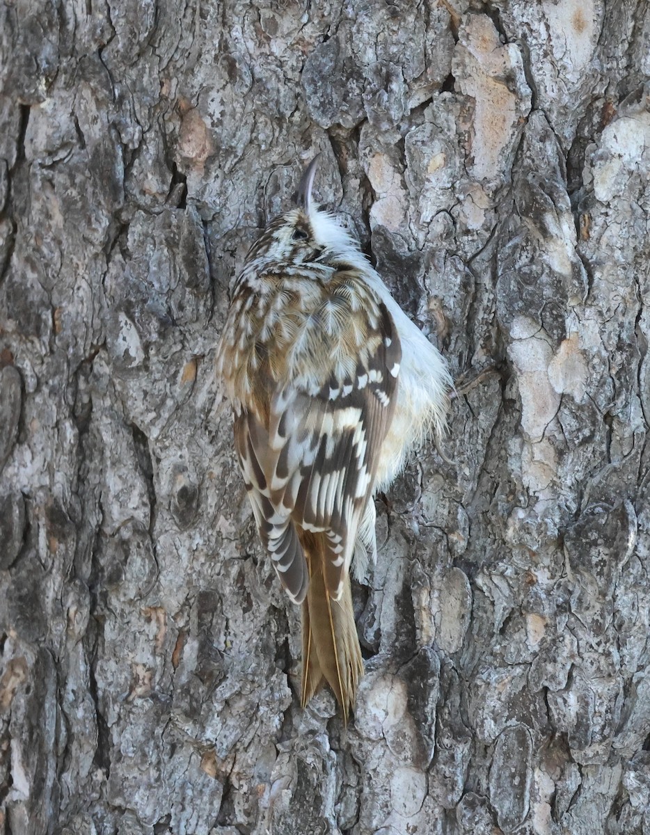 Brown Creeper - ML636180479