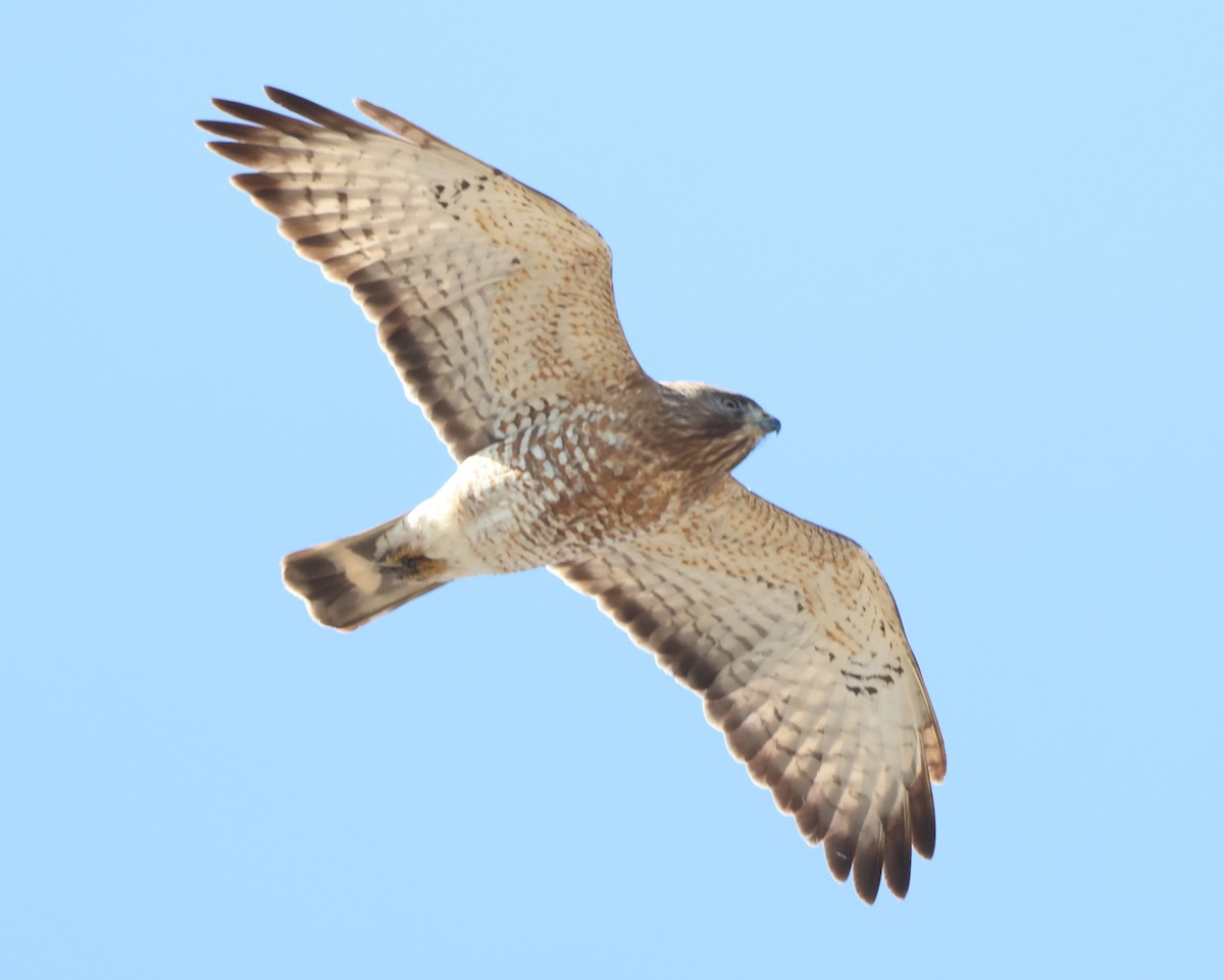 Broad-winged Hawk - ML636180507