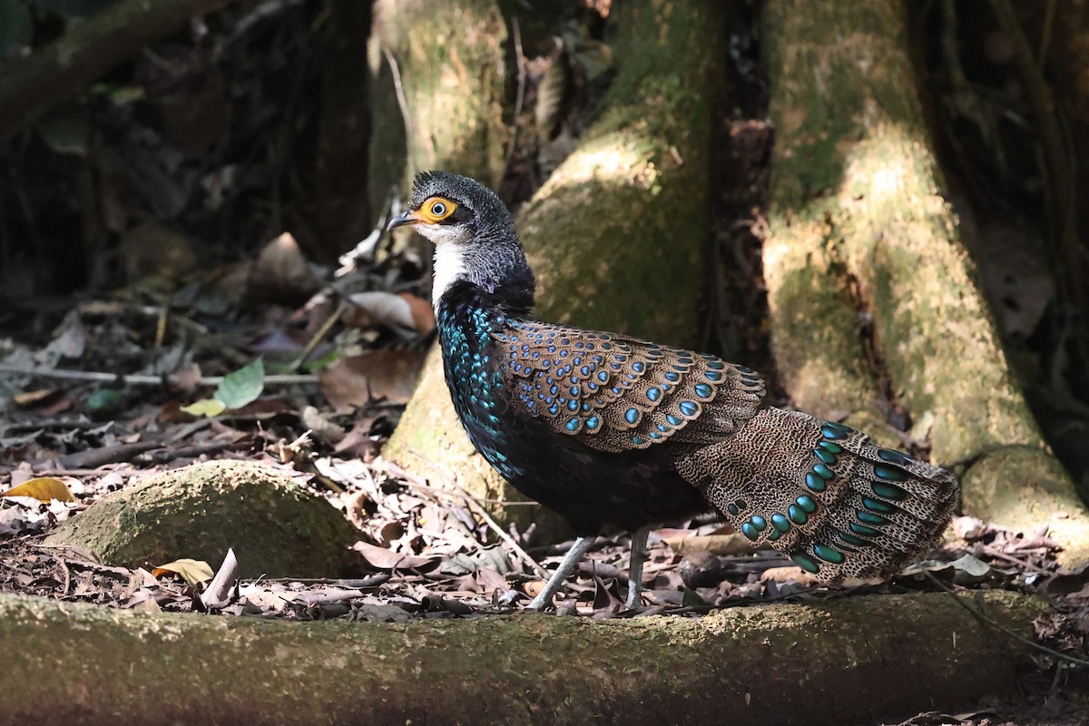 Bornean Peacock-Pheasant - ML636180735