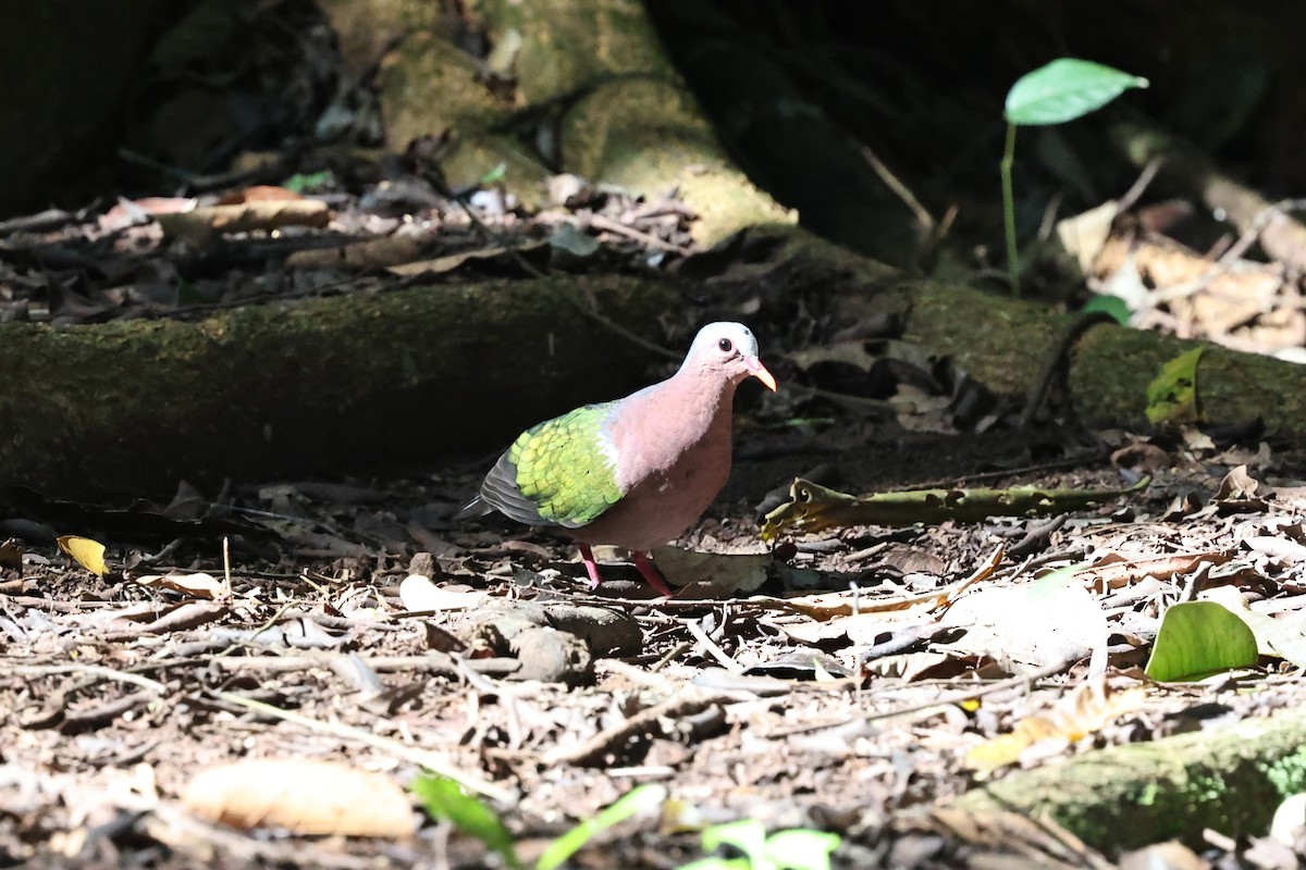 Asian Emerald Dove - ML636180738